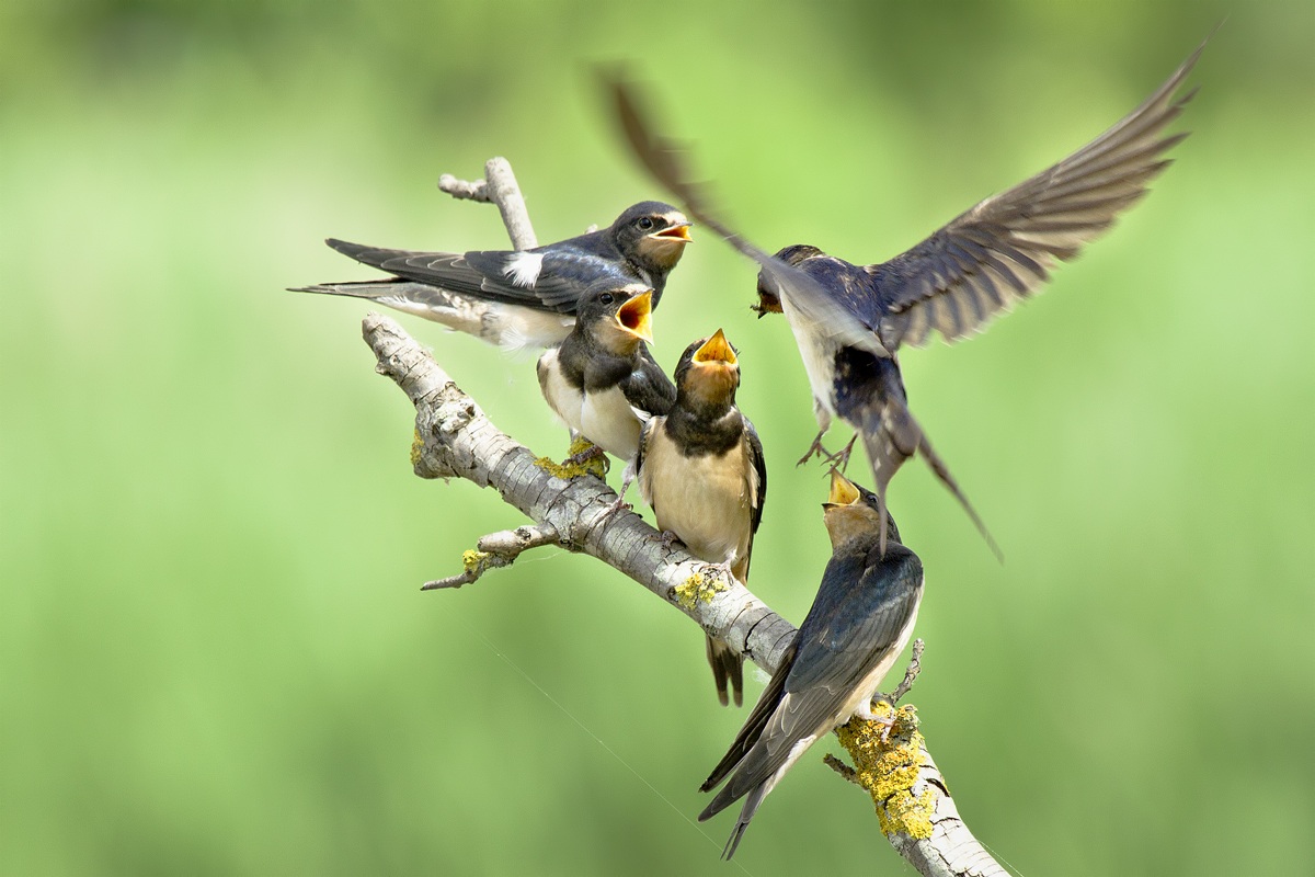 L'imbeccata alle Rondini