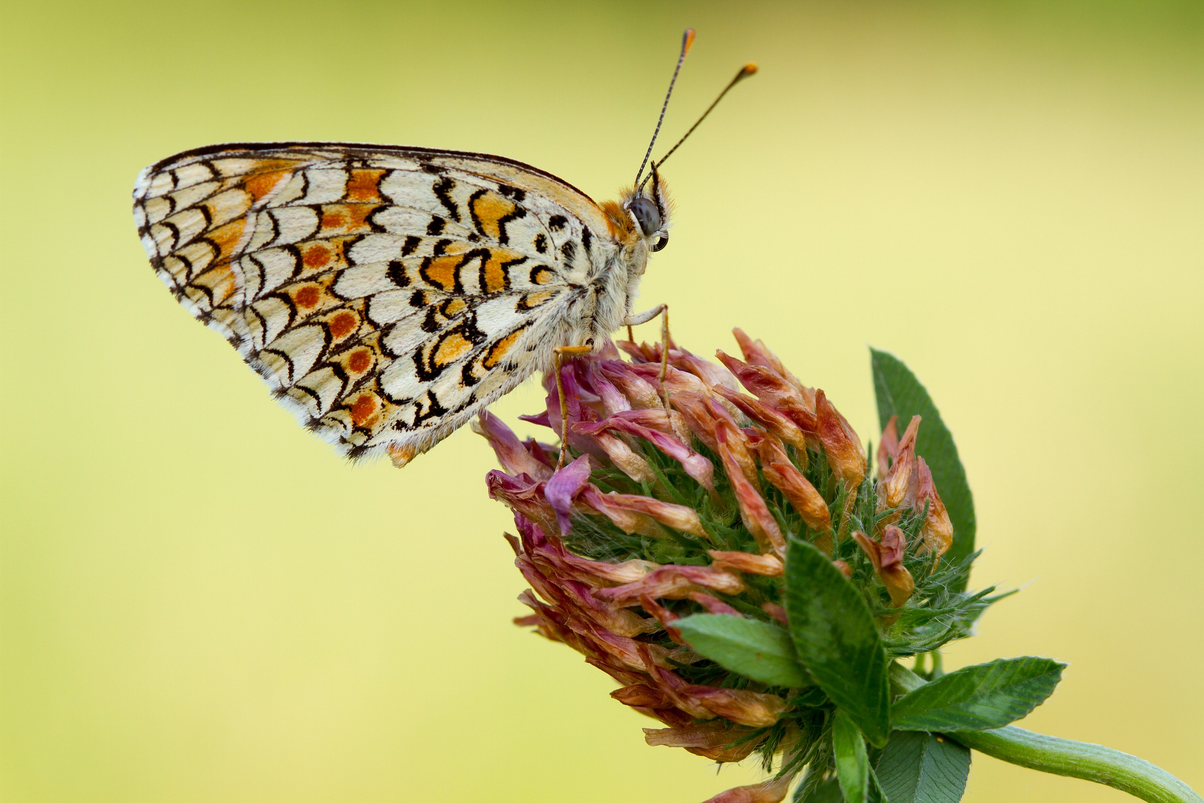 melitaea didyma