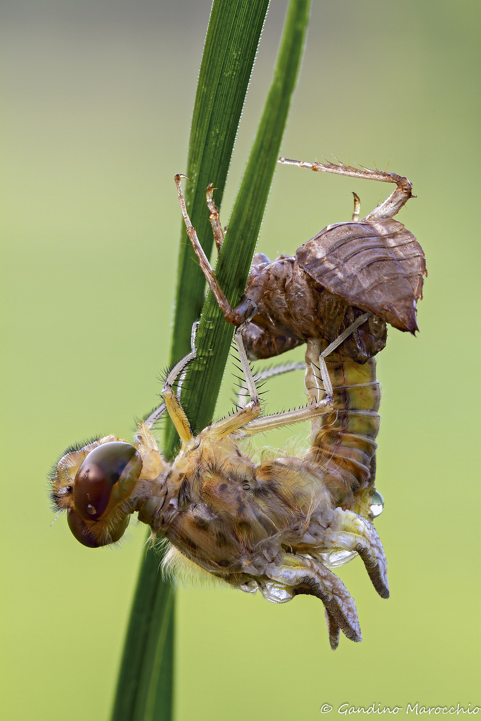 The most important somersault