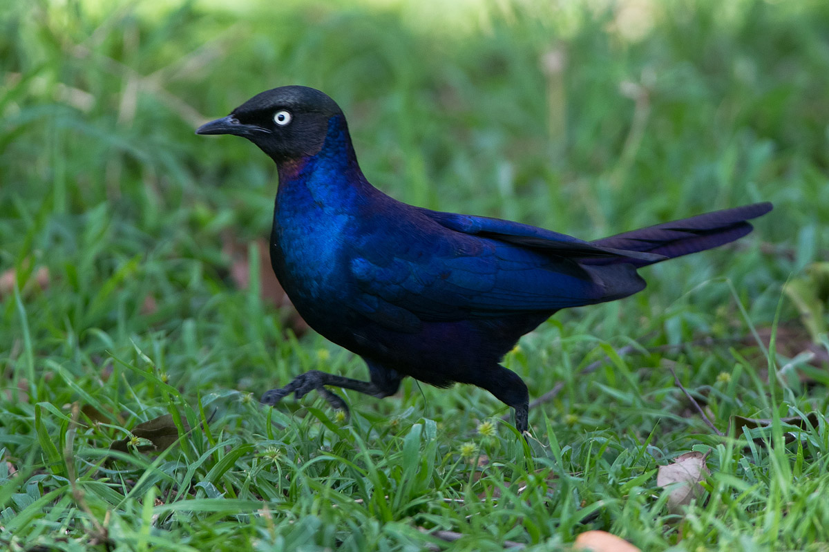 Blue bird in Kenya