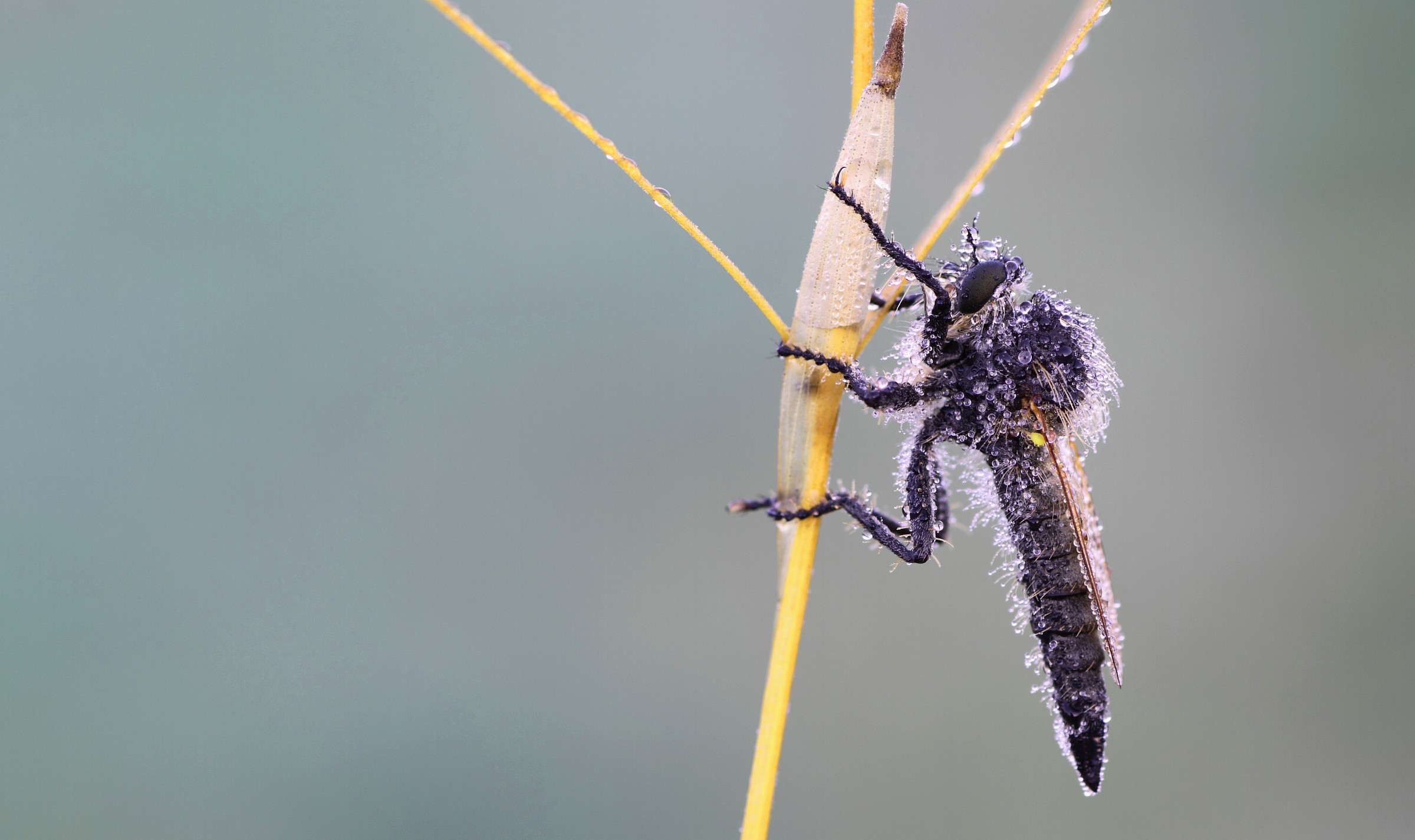 Robber Fly