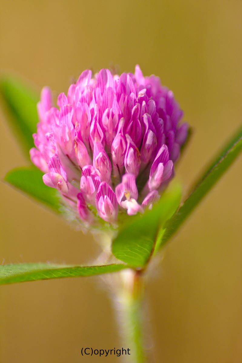Io sono solo al mondo