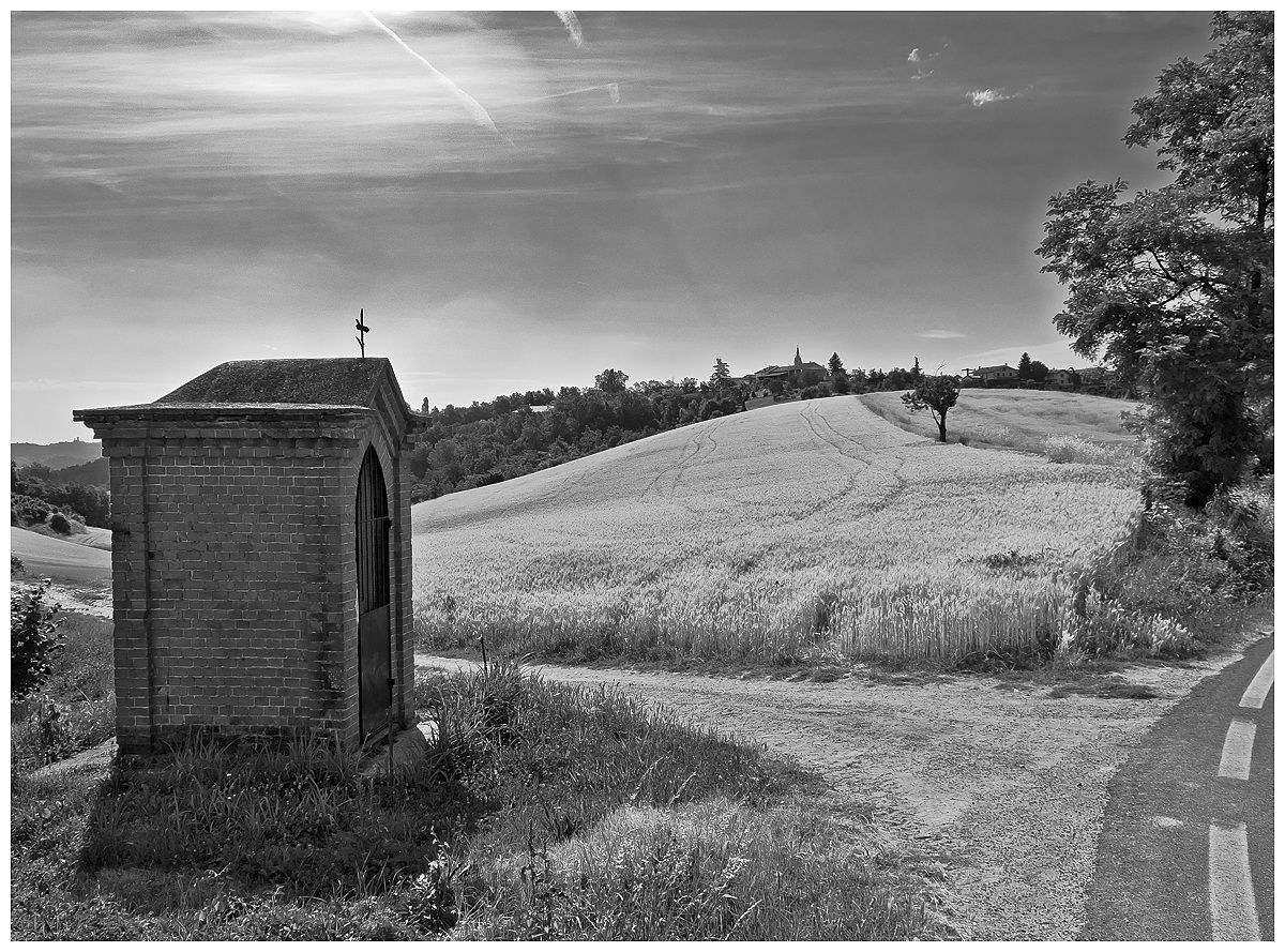 Campo di grano nell'Astigiano