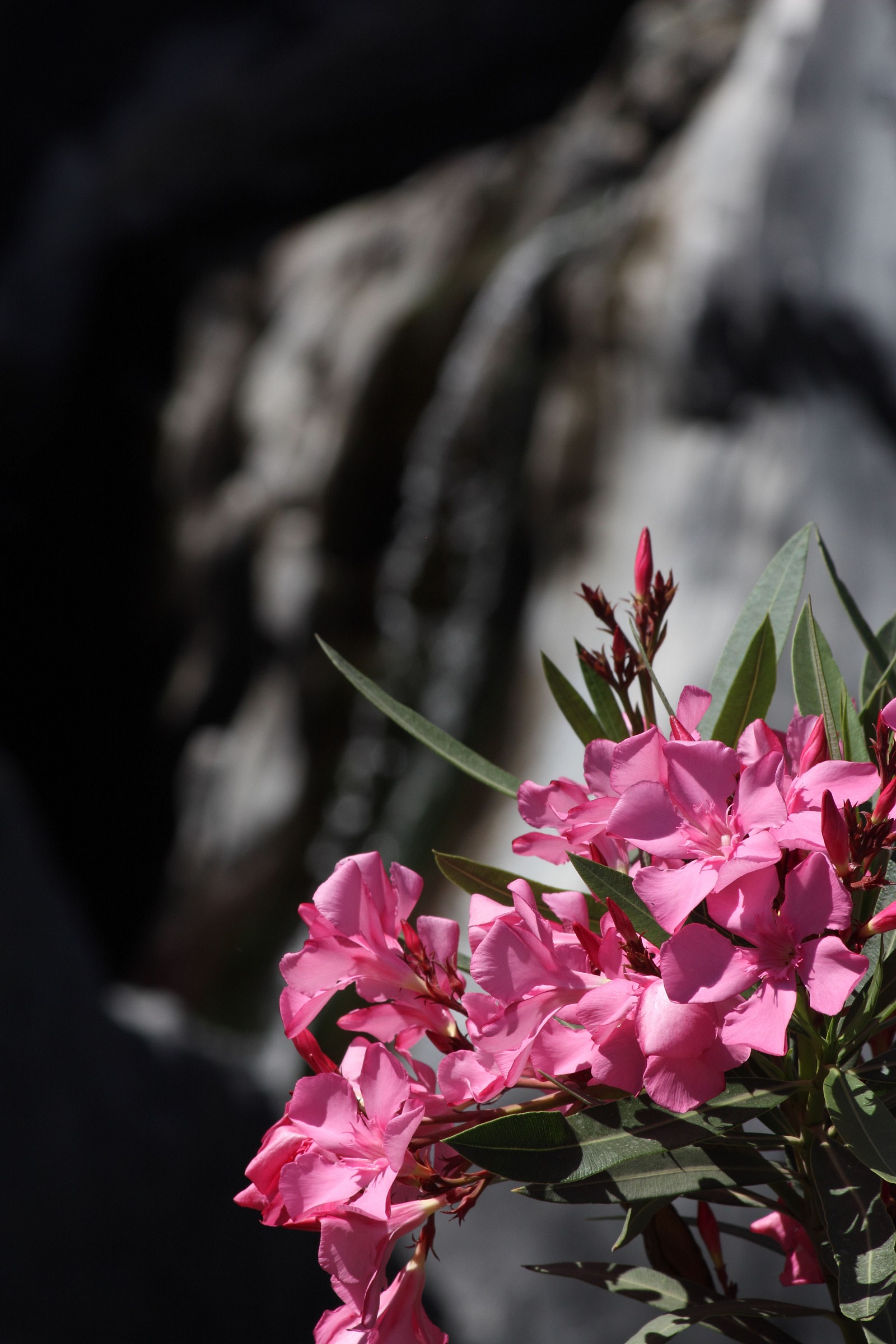 Oleander the Alcantara gorges