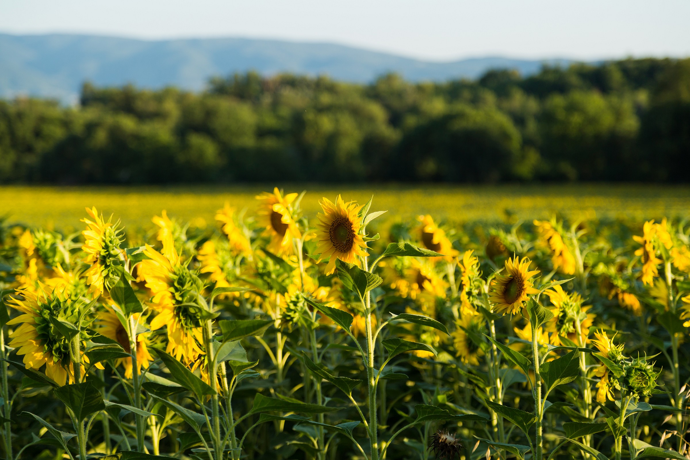 Sunflowers in protest!