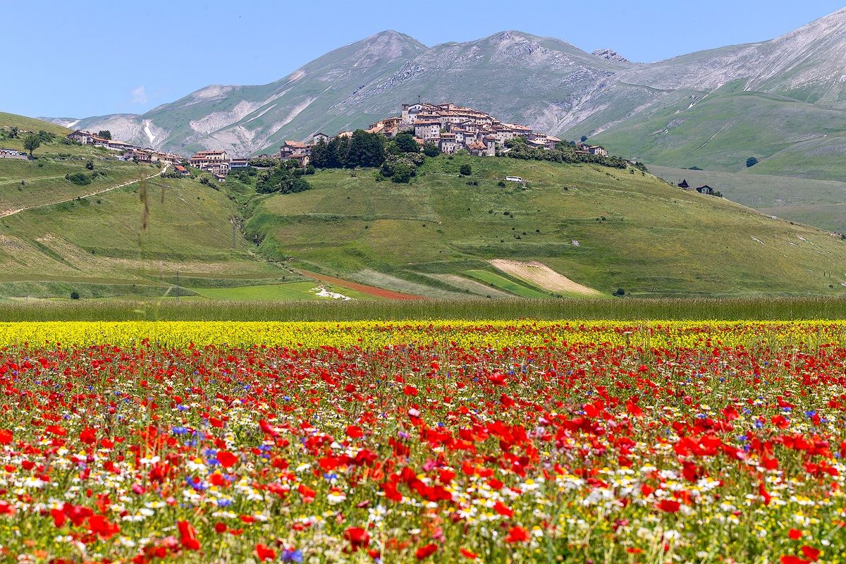 Castelluccio in fiore...