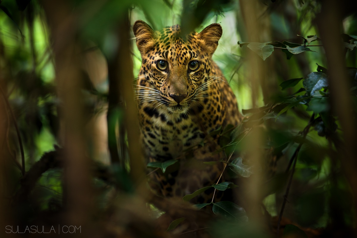 Indochinese Leopard (wild)