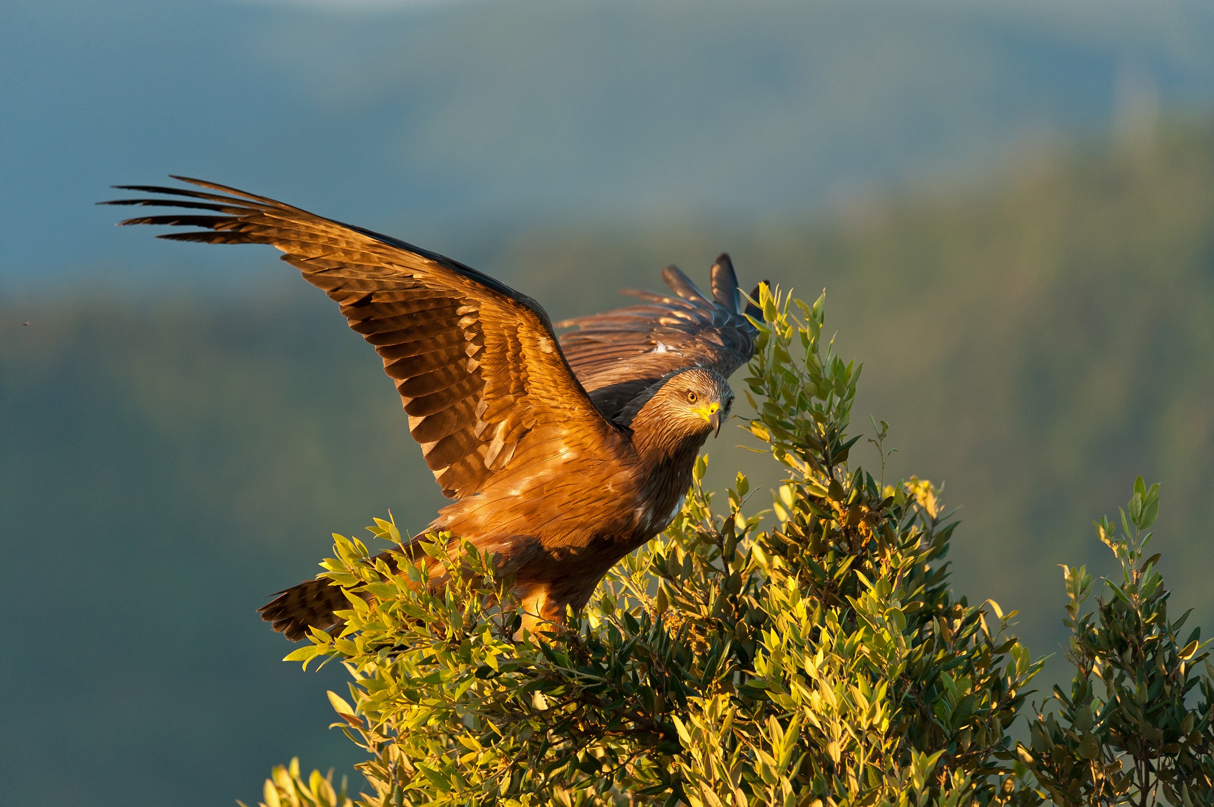 Nibbio Bruno alle prime luci