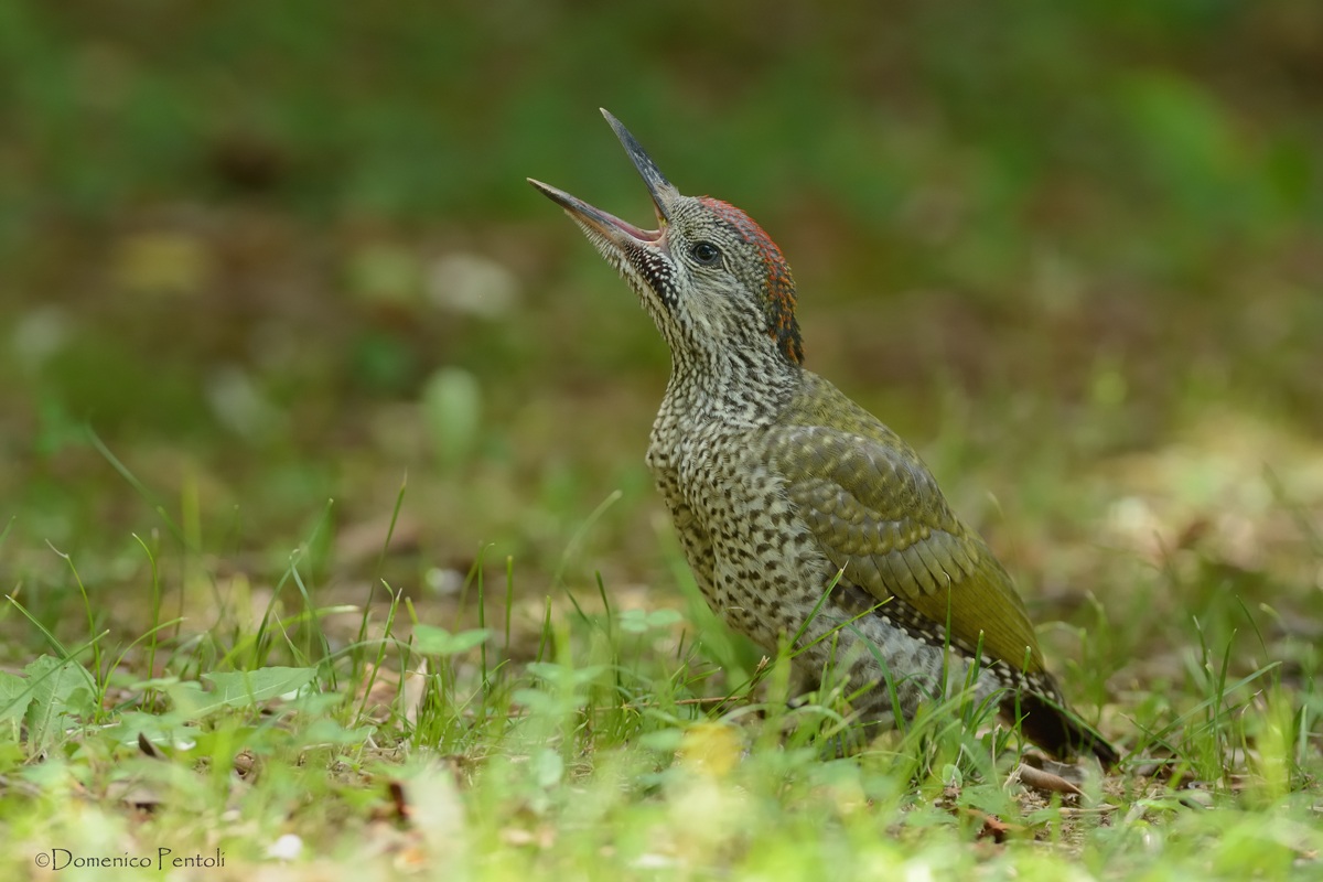 Juv. Picchio Verde
