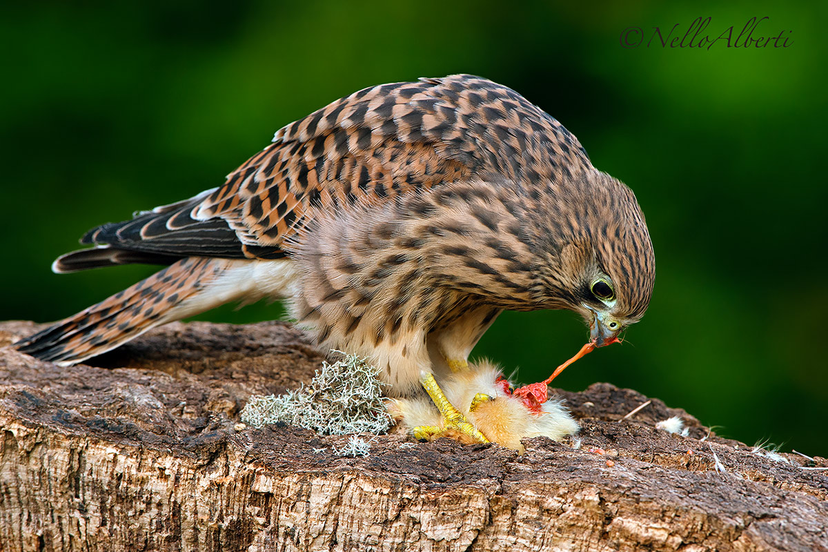 Kestrel's meal