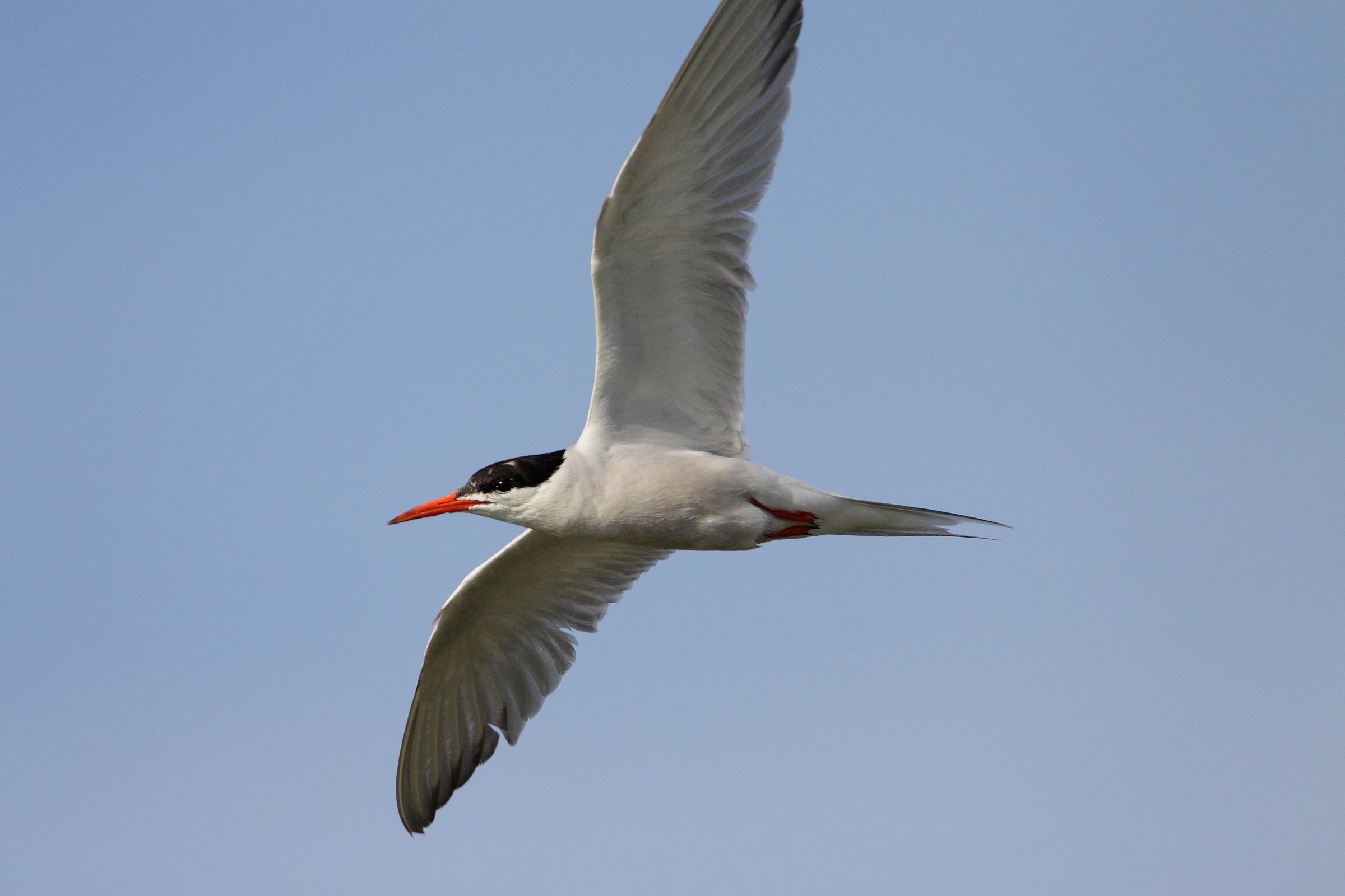 Common Tern