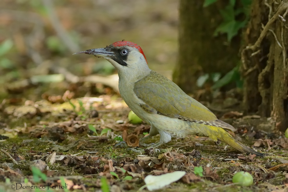 Green Woodpecker