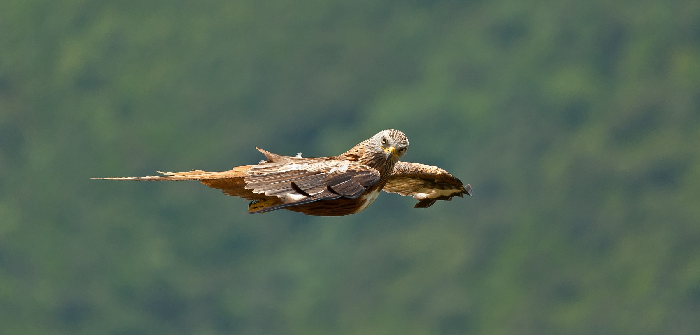 TI vedo Nibbio Reale