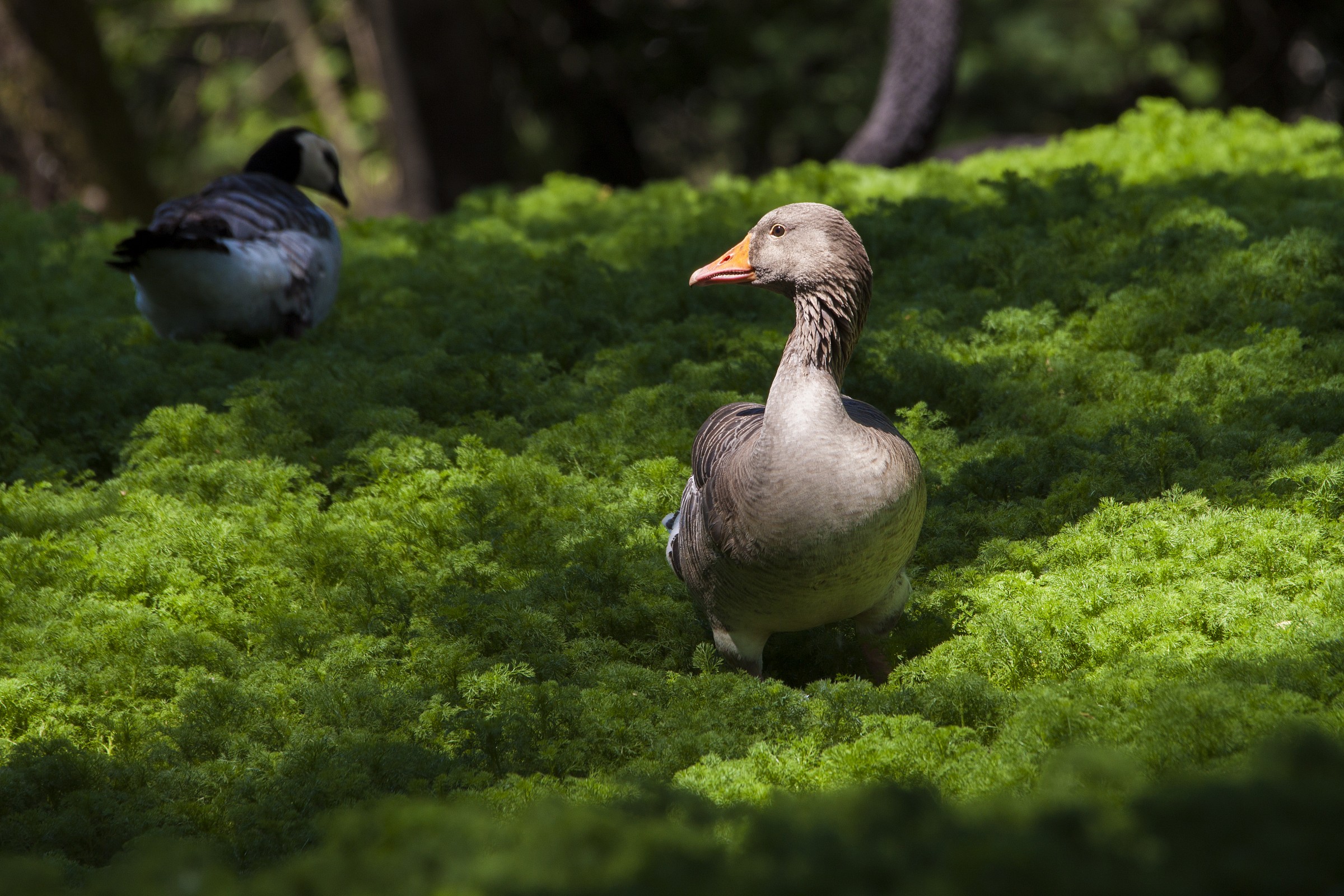 illuminata nella radura