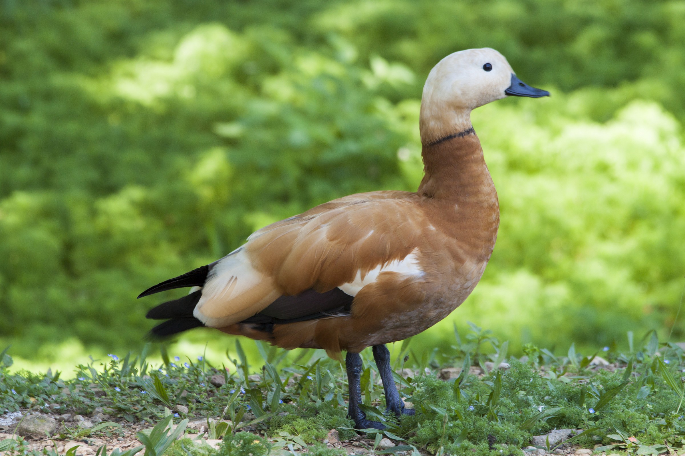 semplicità in toni terra