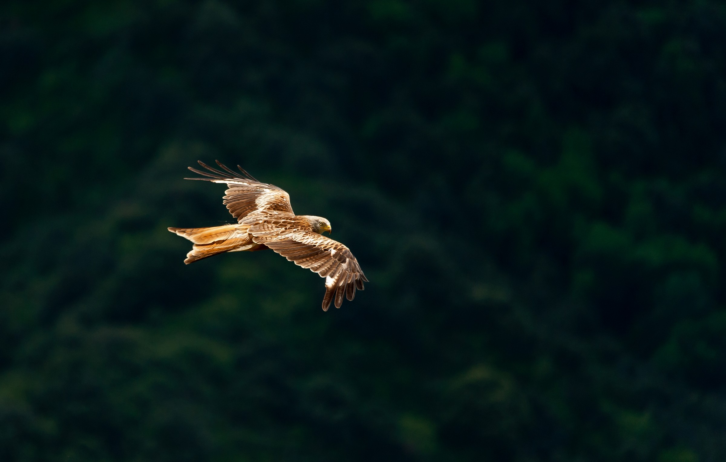 Nibbio Reale in volo nell'oscurità
