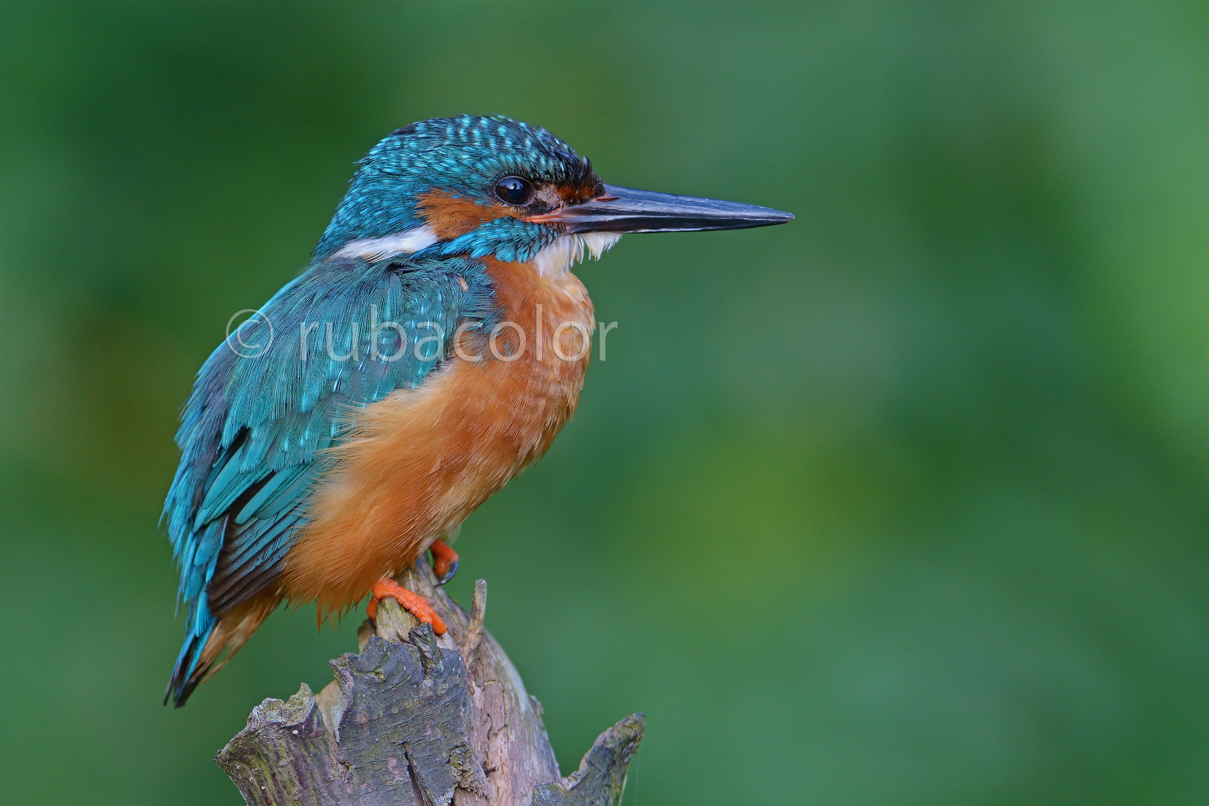 Il ritorno del martino