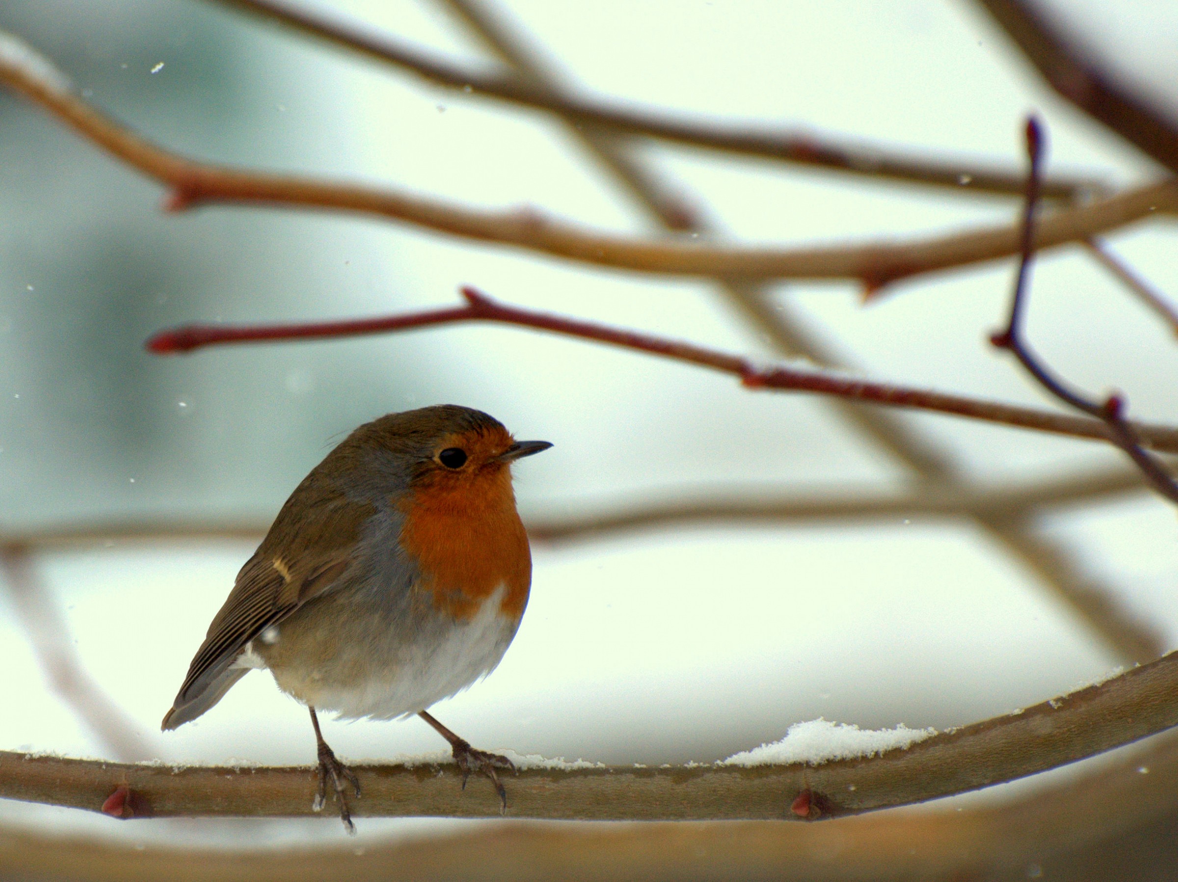 Cold Robin