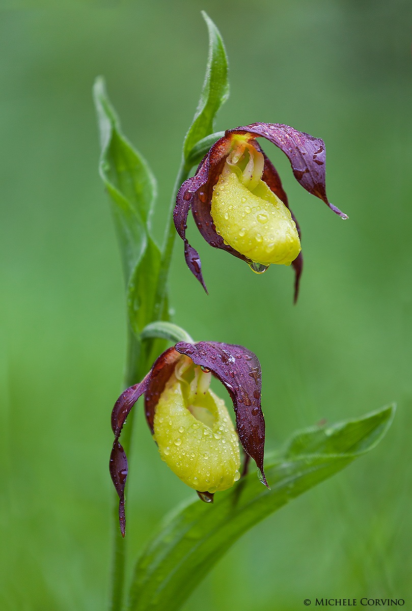 Cypripedium calceolus