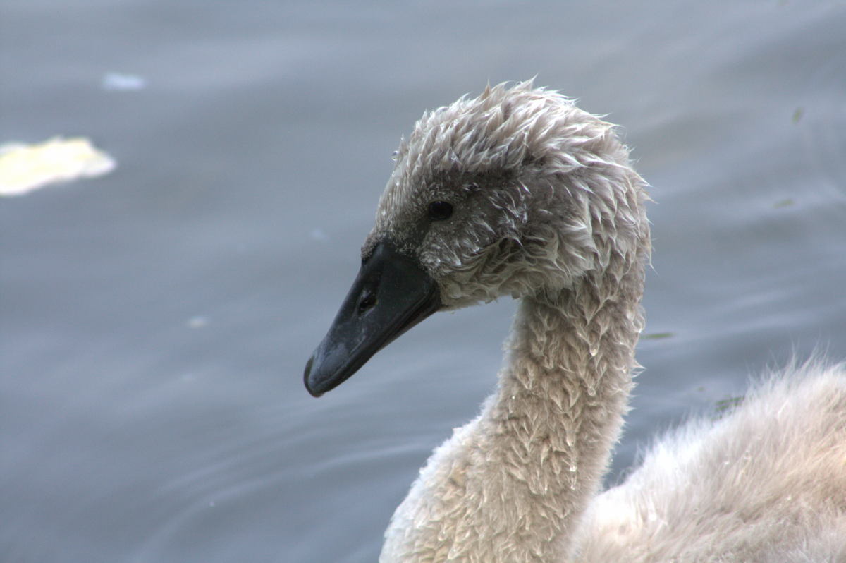 Little Swan