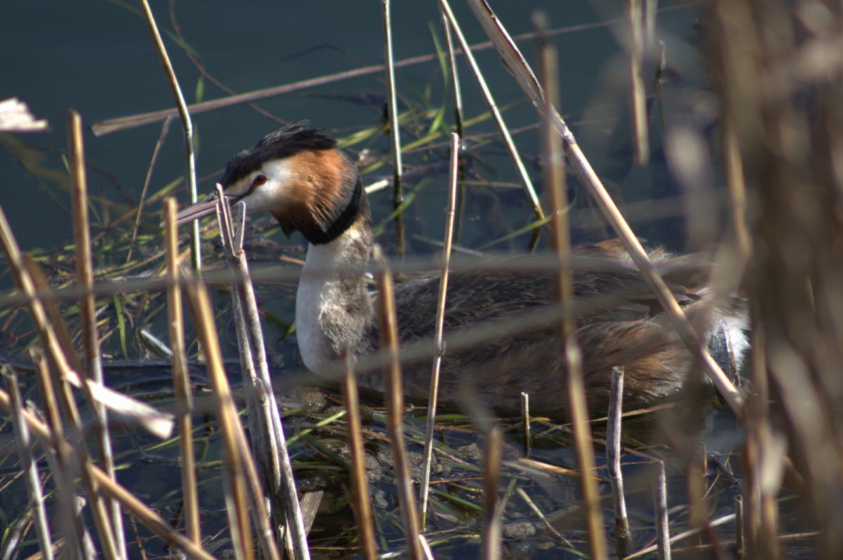 grebe