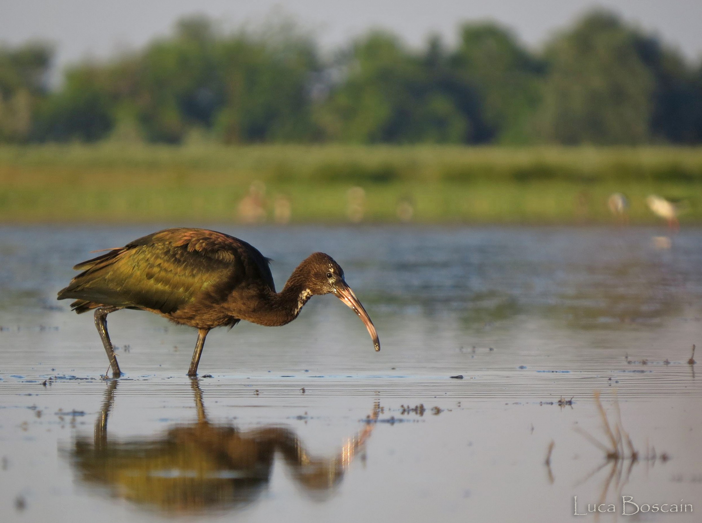 Glossy Ibis young