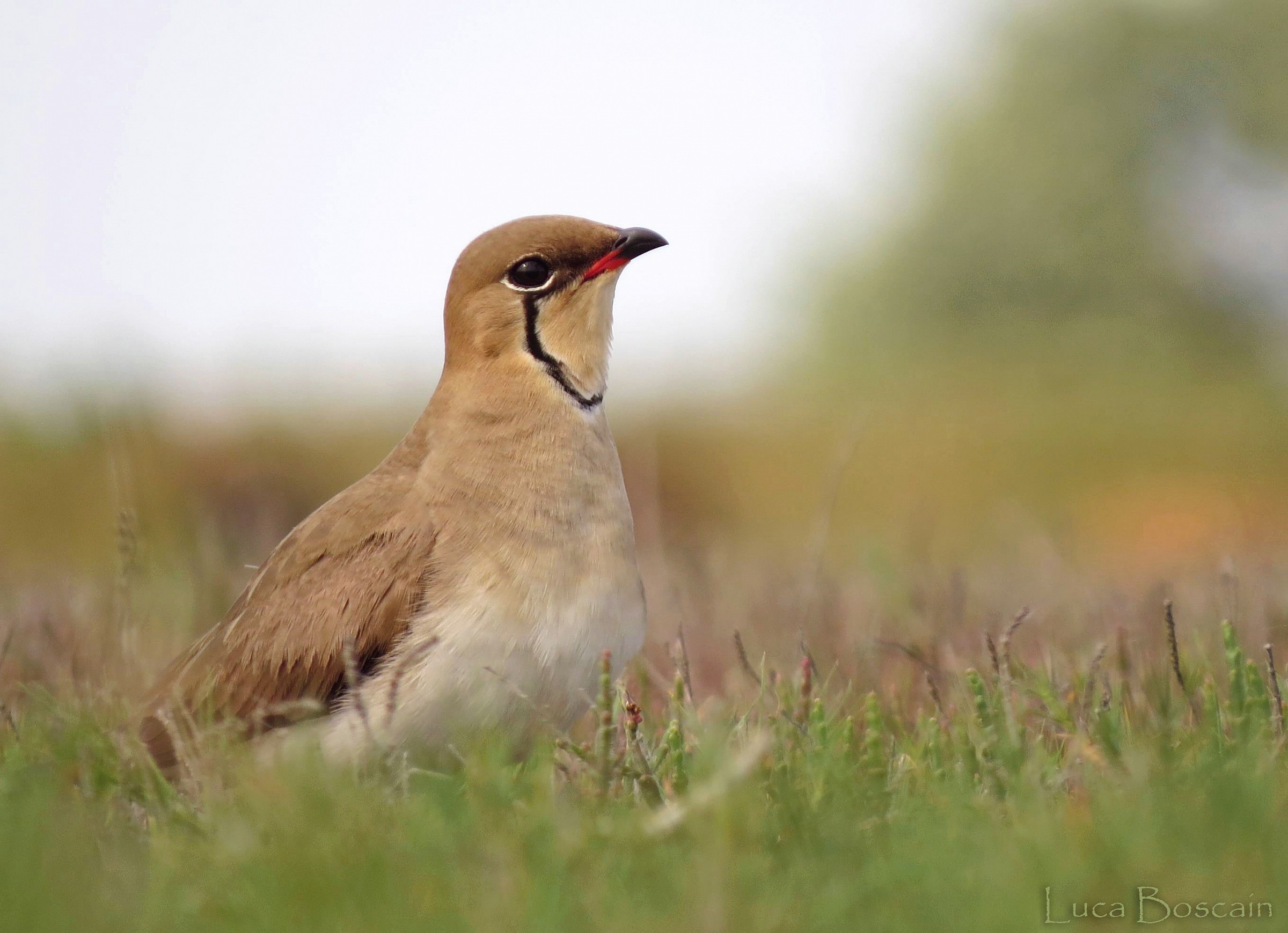 Pratincole