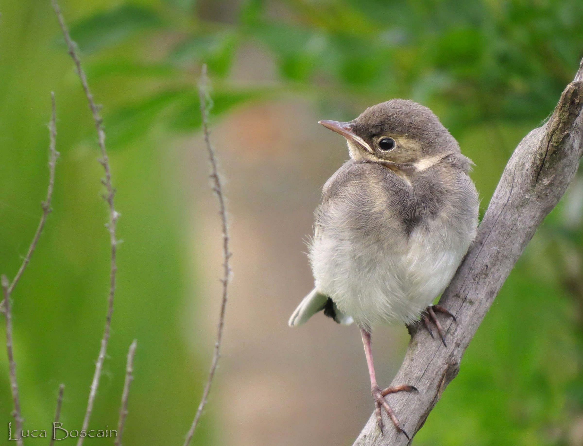White Wagtail