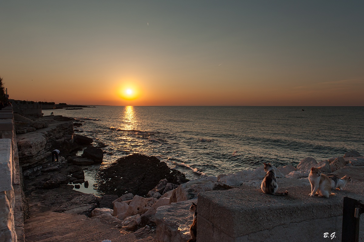 Gatti al tramonto