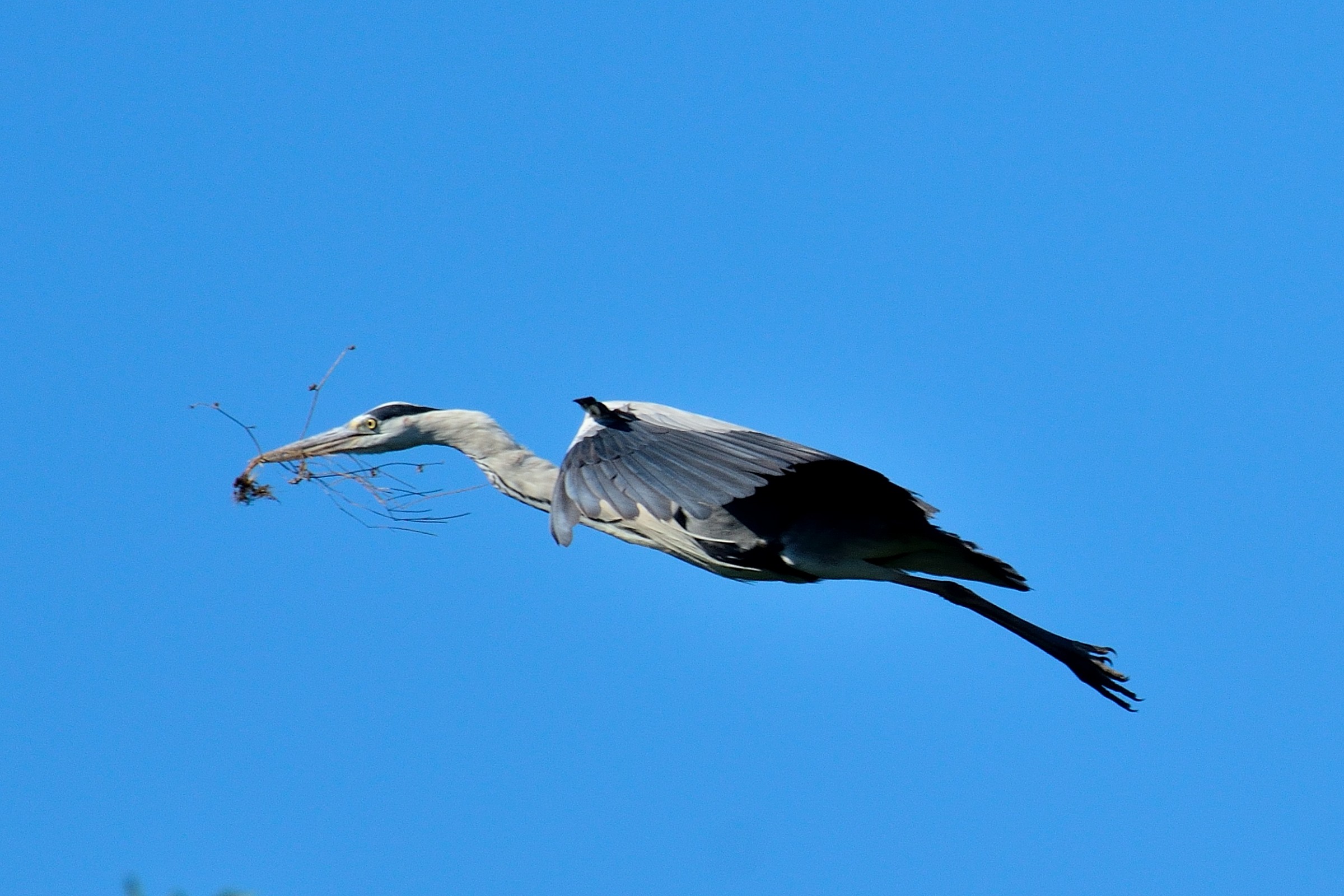 The Flight of the Heron