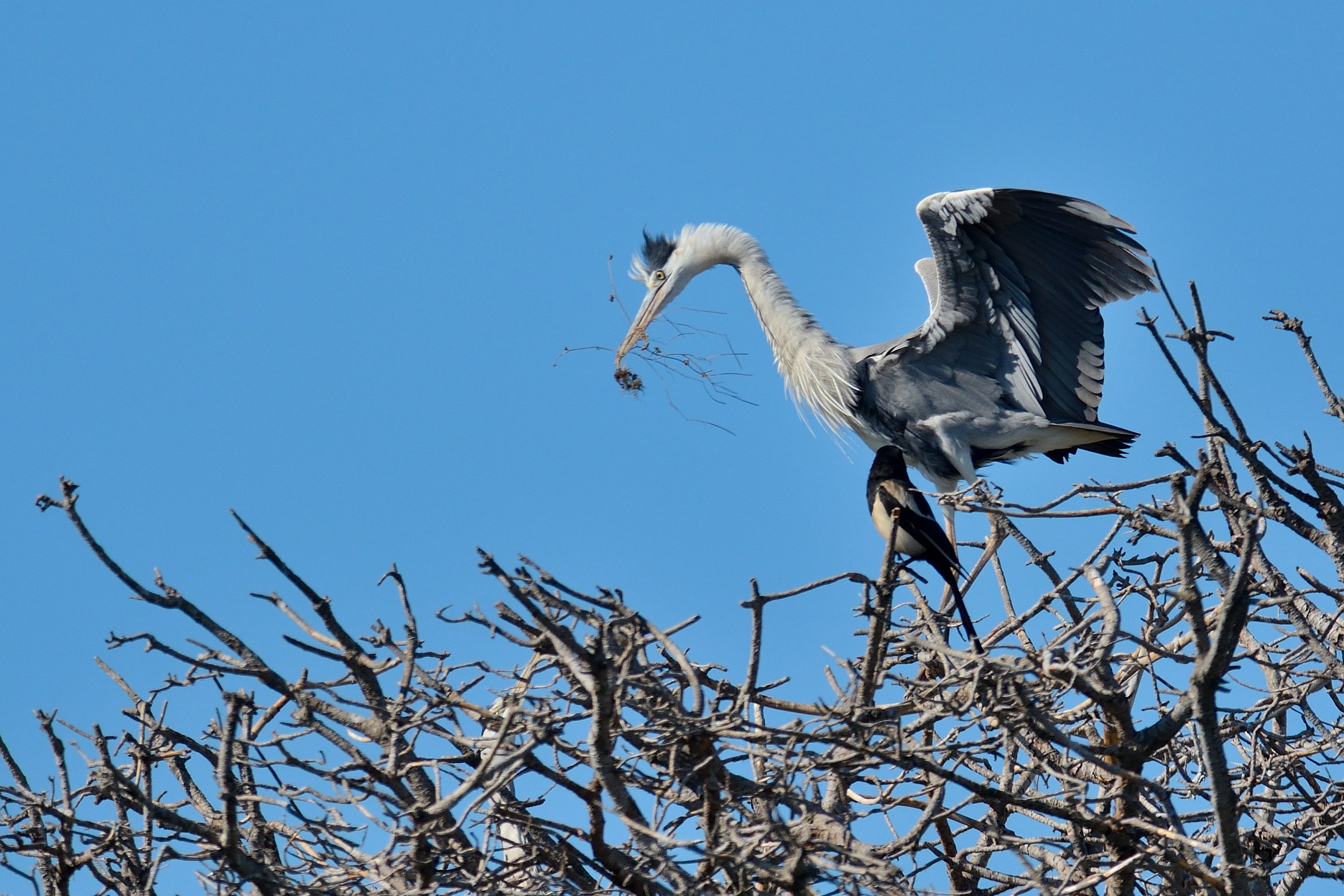 The Magpie and the Heron