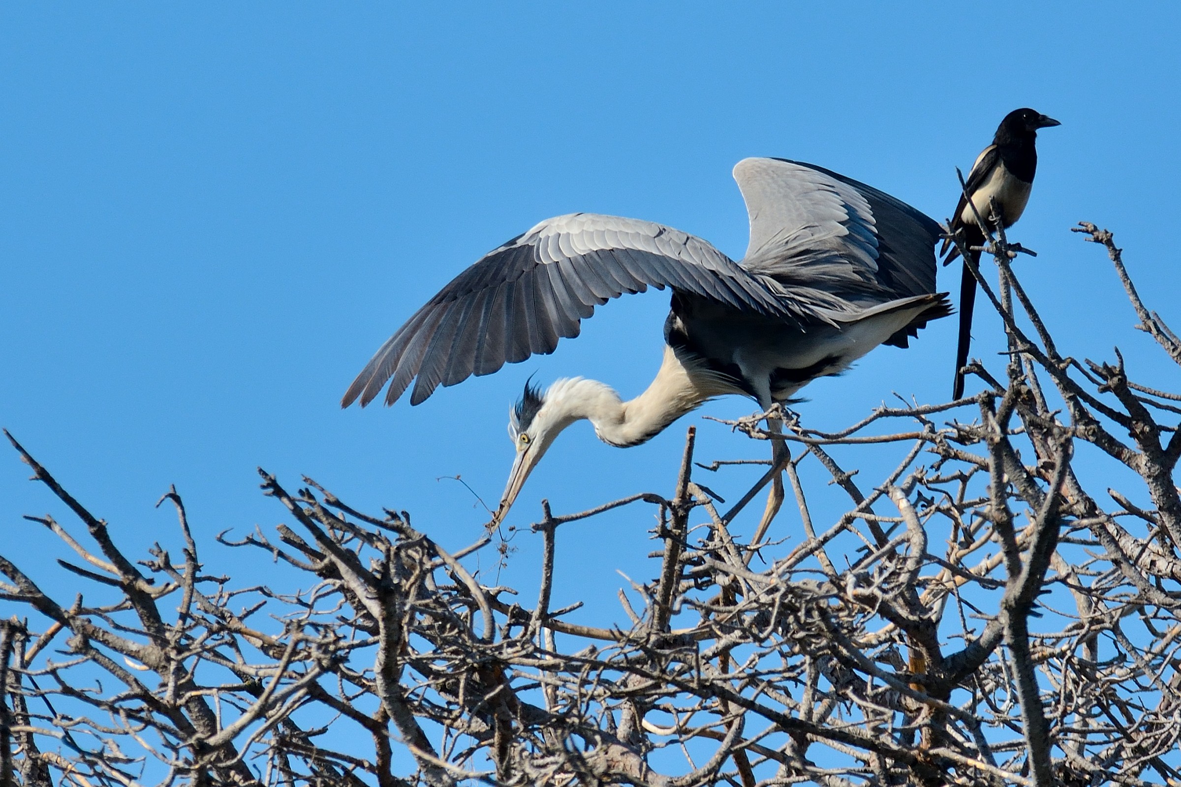 The Heron and the Magpie