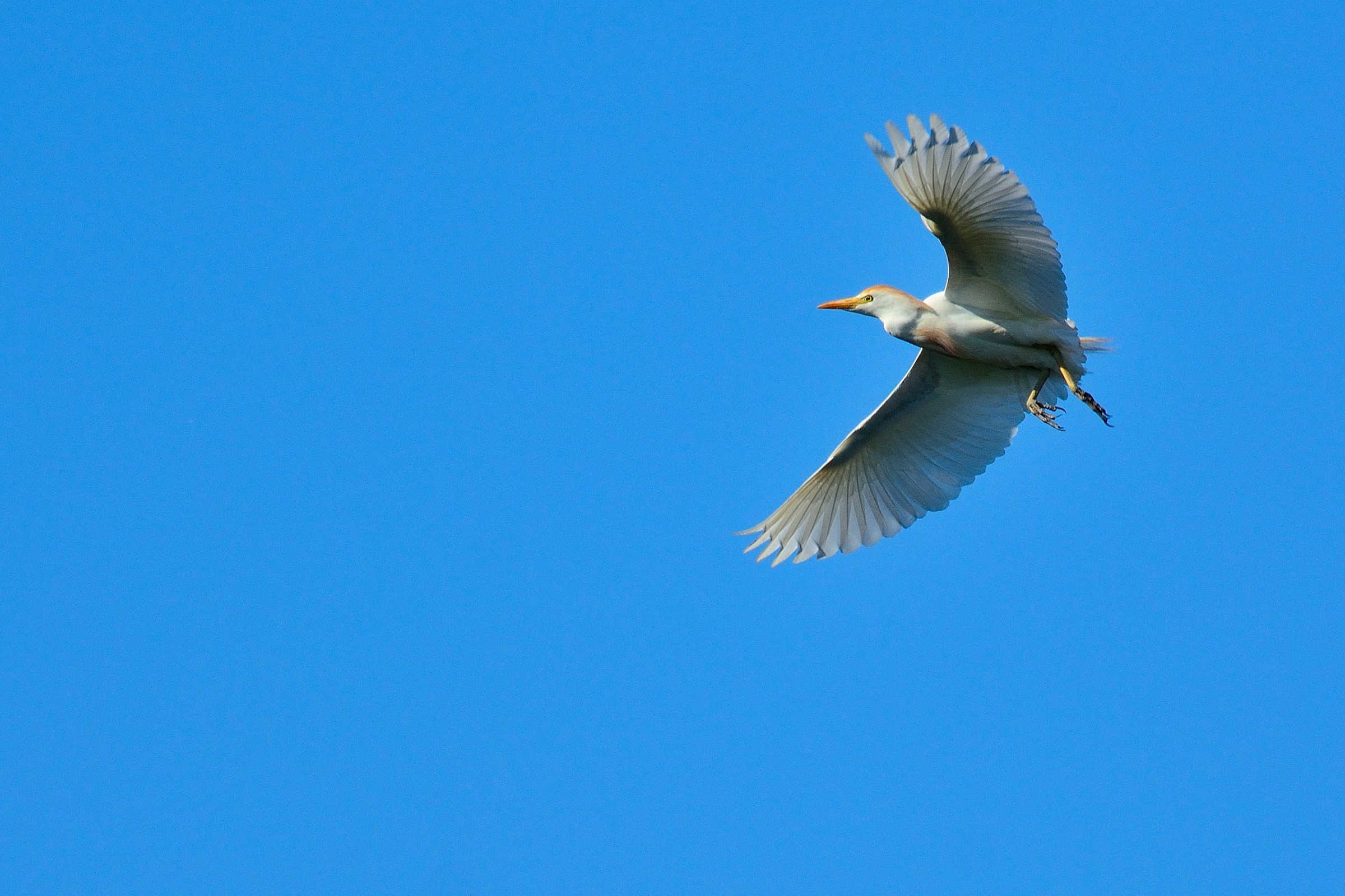Heron Egret in flight
