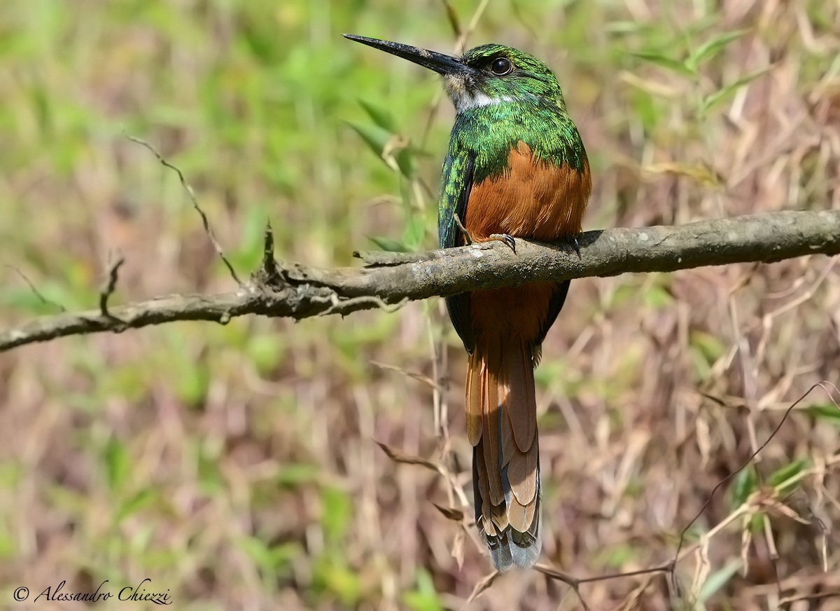 Great Jacamar