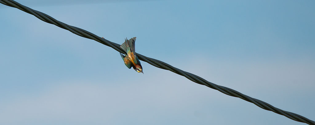 Bee-Eater swooping