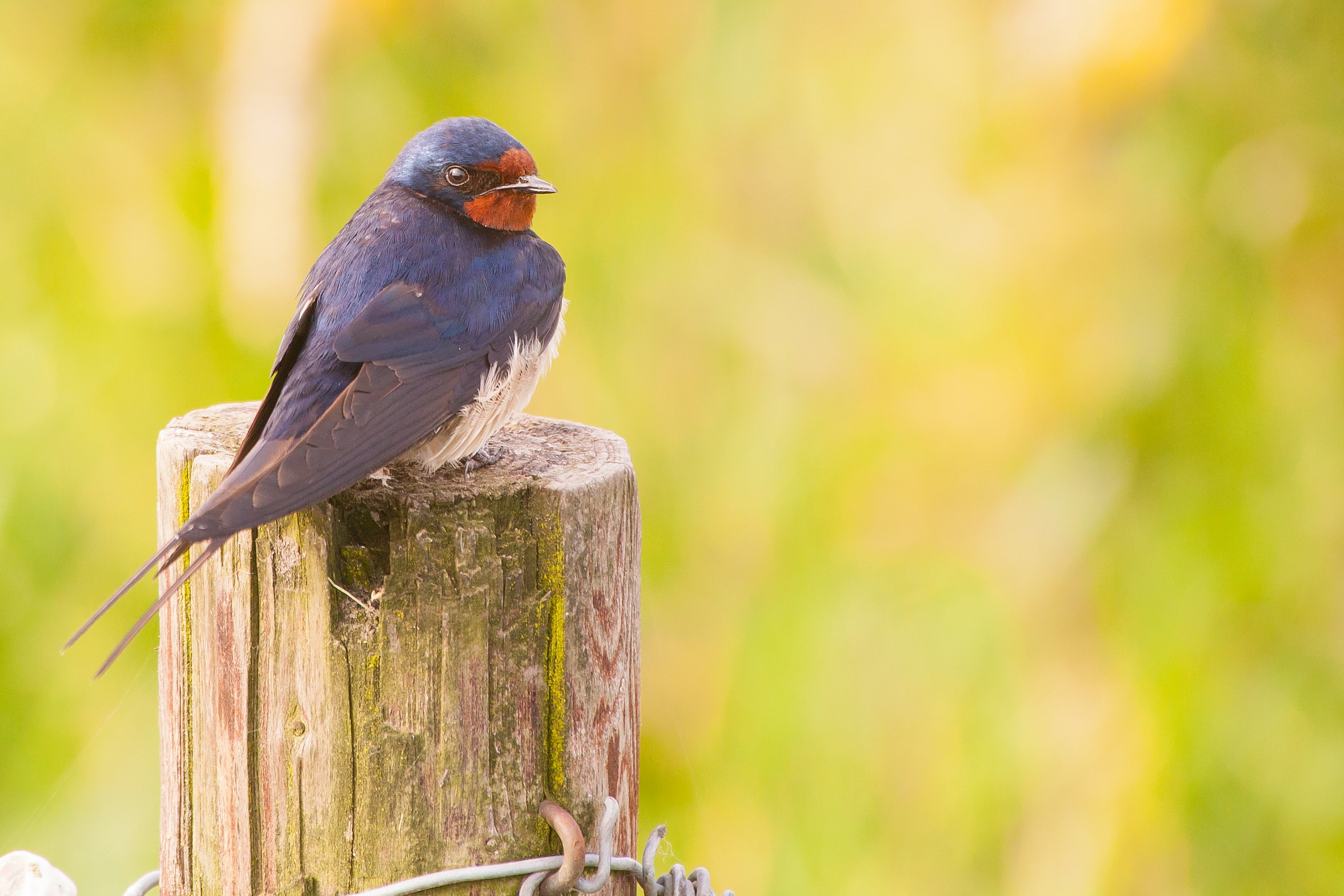 Swallow, polder Arkemheen