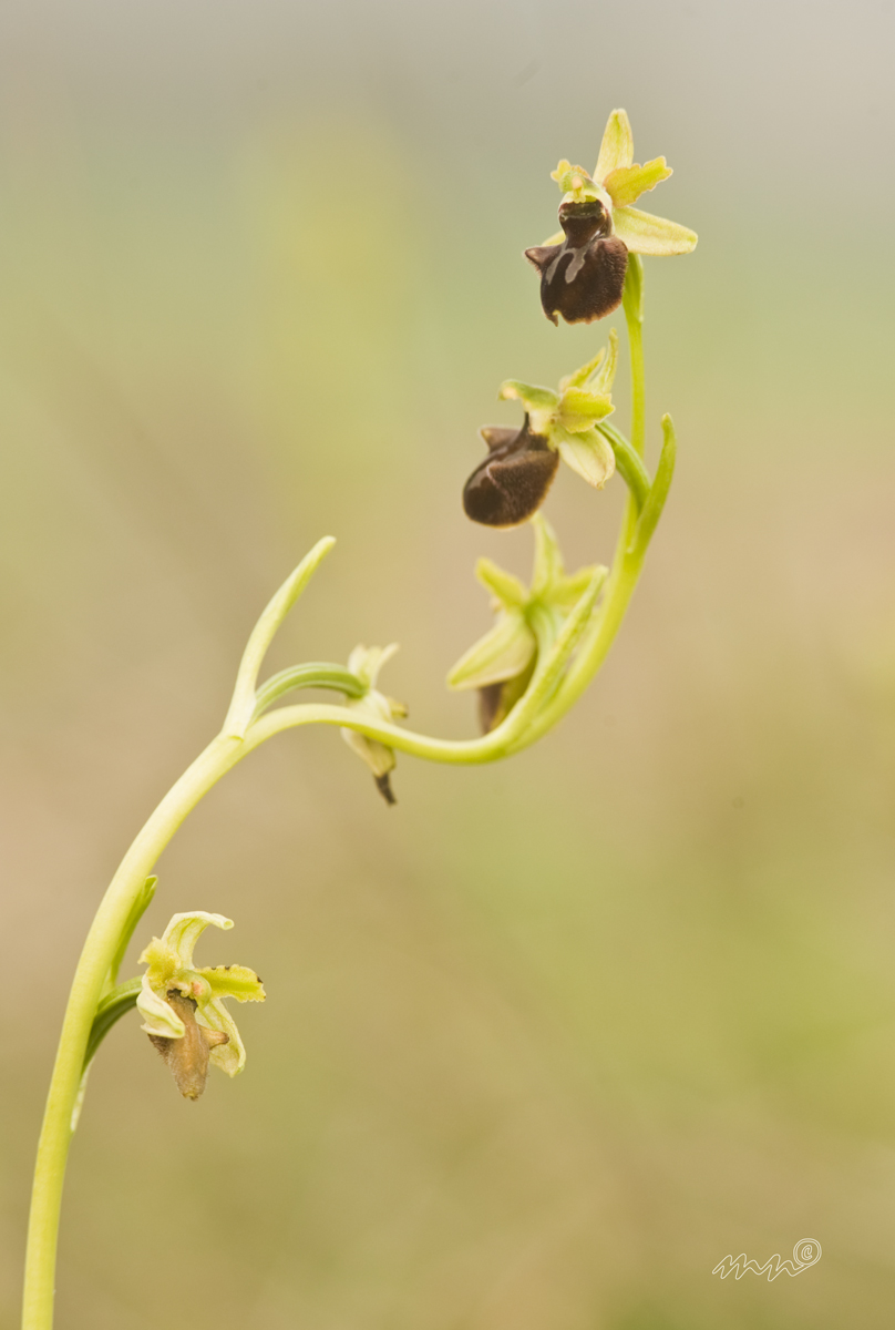 ophrys sphegodes