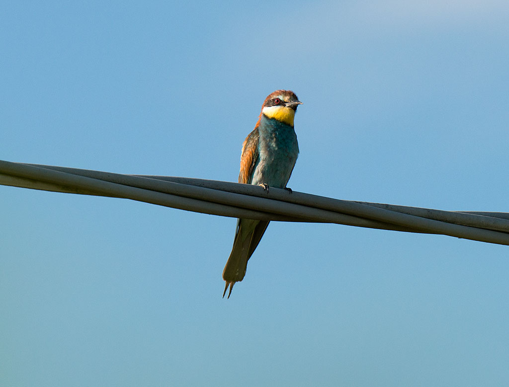 Close-up of bee-eater