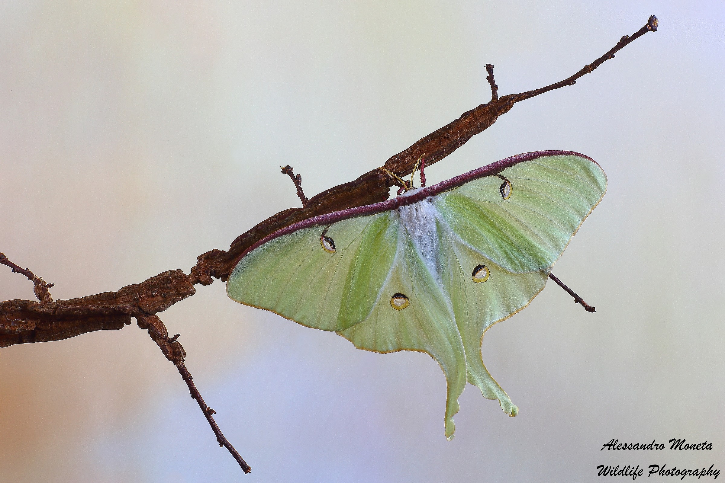 Luna Moth