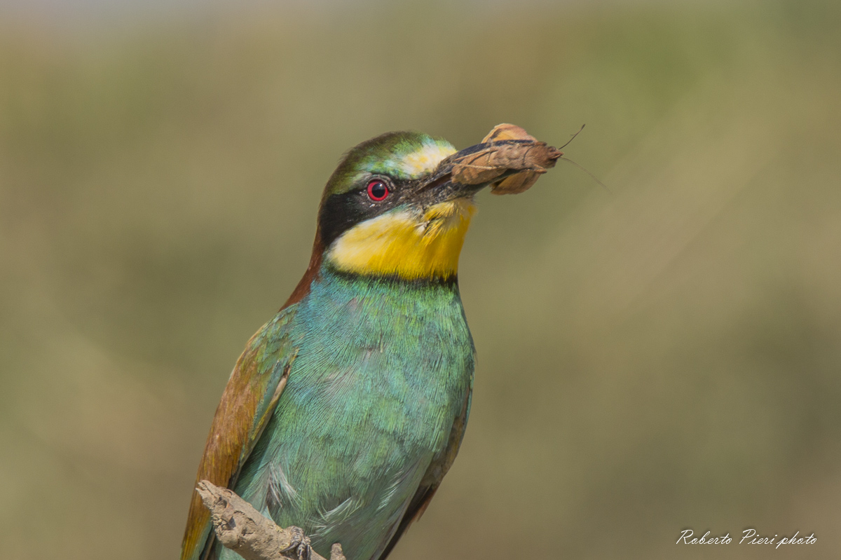 portrait of bee-eater