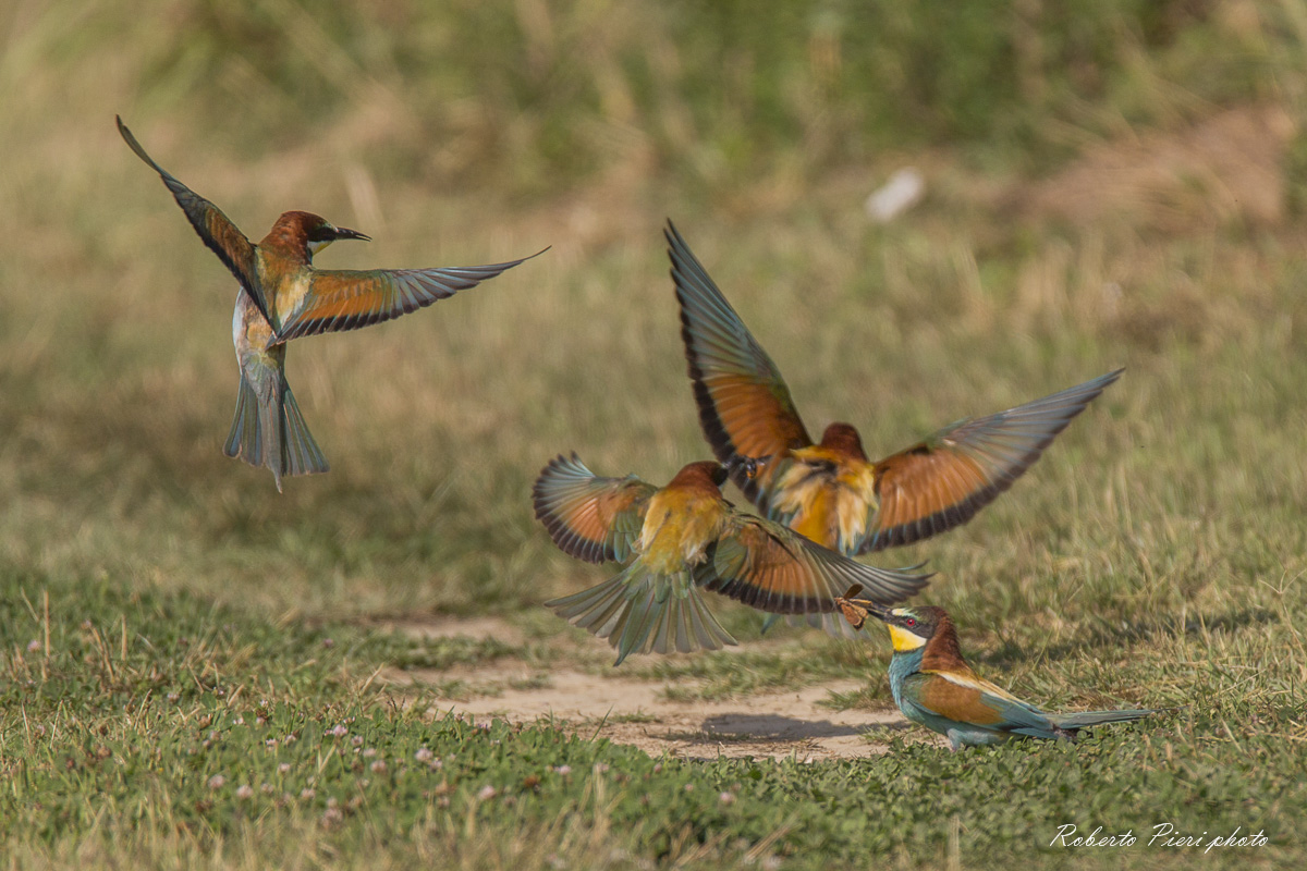 group of bee-eaters