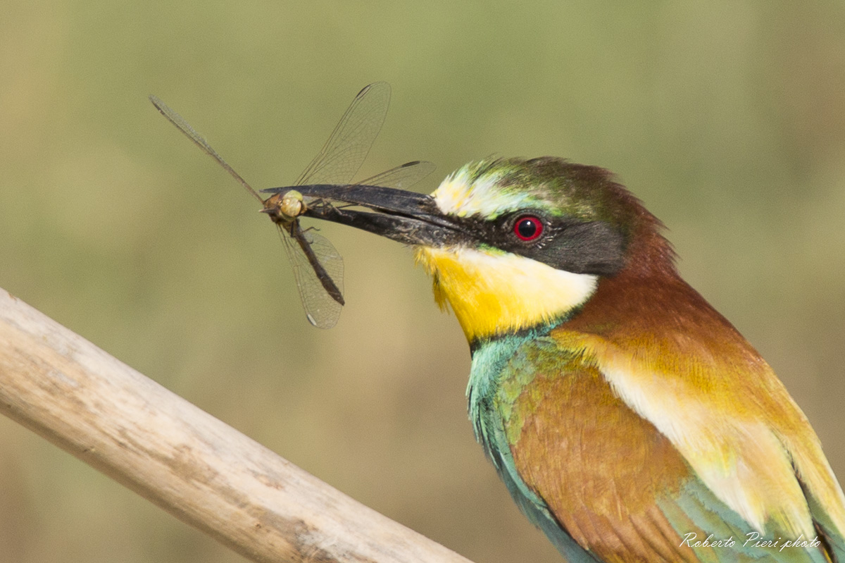the bee-eater portrait