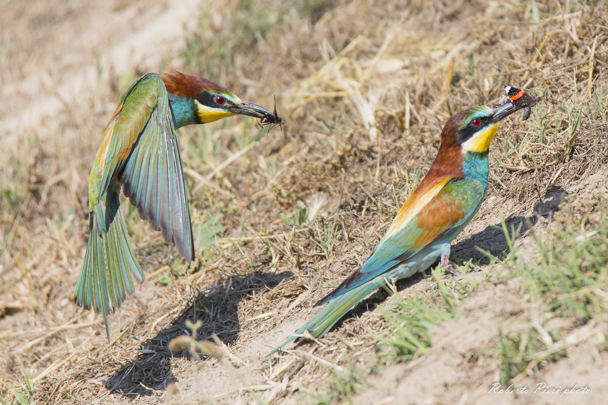 arrival near the nest