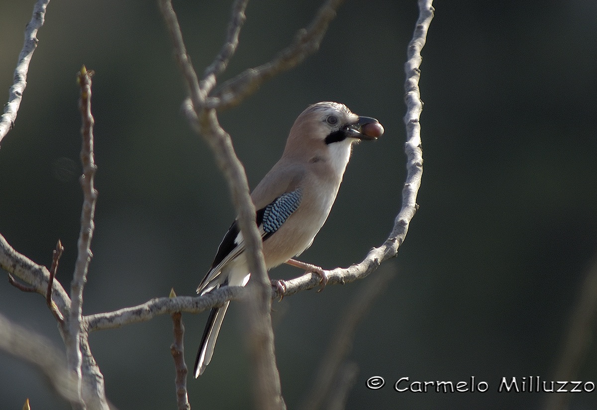 Ghiandaia con ghianda