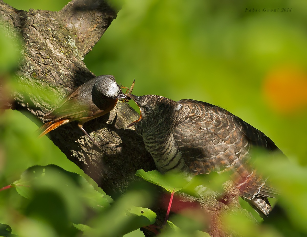 Un figlio sovradimensionato