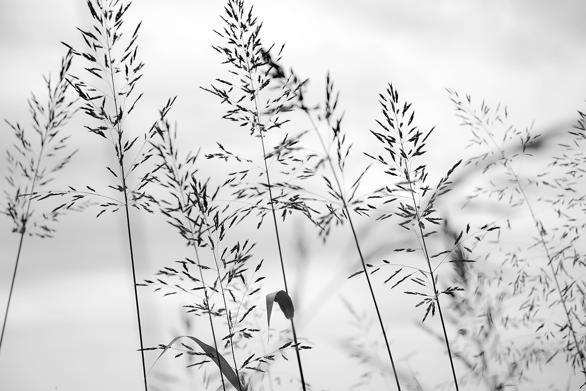 Blades of grass in high key