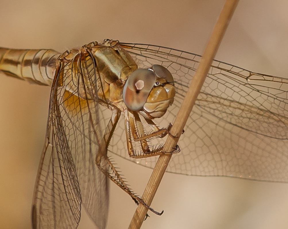 Libellula
