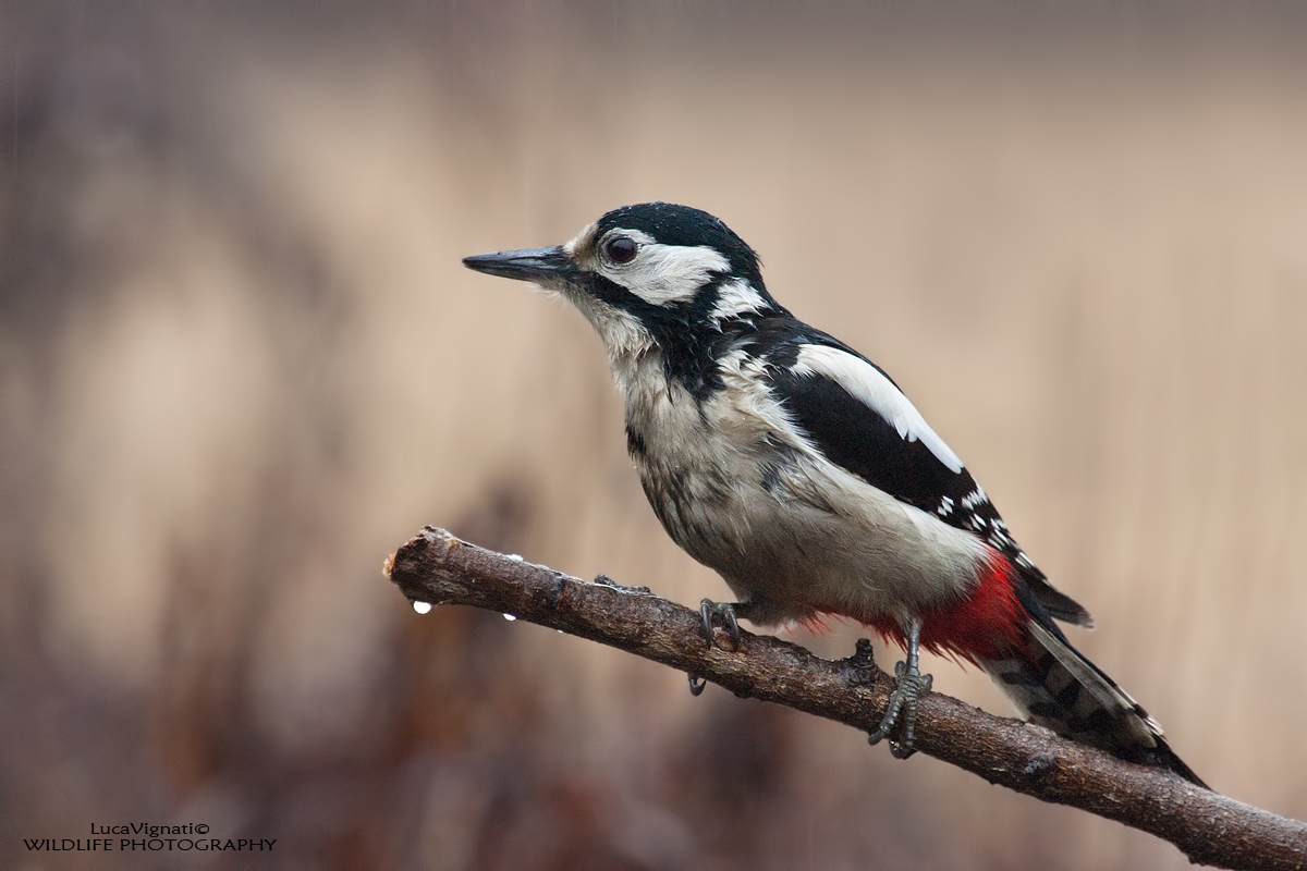 brrrr that freddoooo!