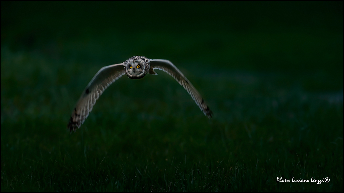 L'ultimo volo.. nell'ultima luce