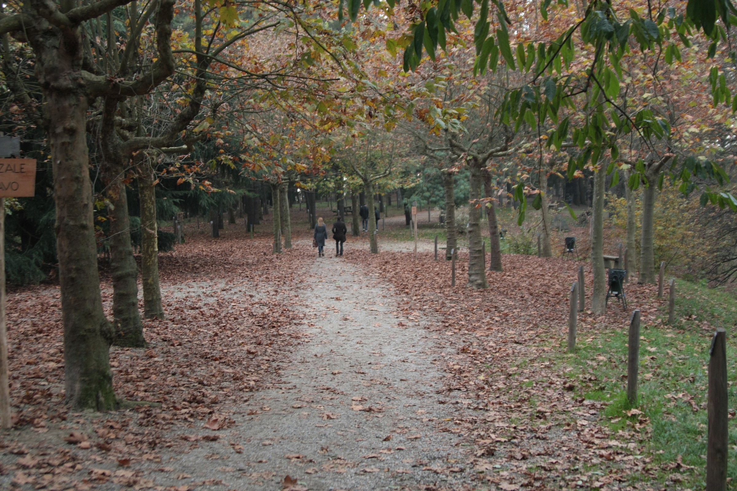 The leaves on the trees ...